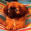 Animal de la imagen 1; seleccione su nombre