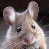 Animal de la imagen 1; seleccione su nombre